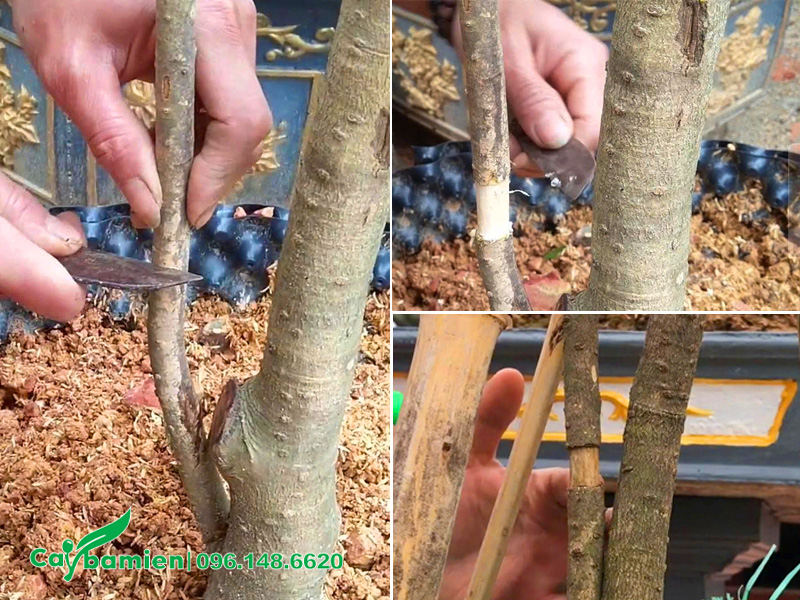 Hướng dẫn kỹ thuật chiết cành cây mộc hương ta hoa vàng