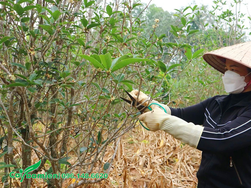 Cách làm cho cây mộc hương ra hoa, hướng dẫn cắt tỉa và bón phân