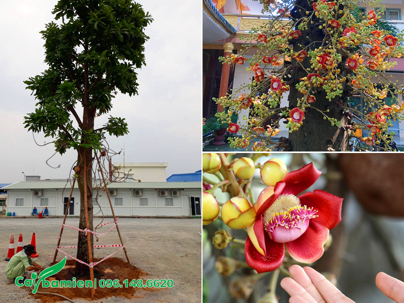 Bông hoa sala màu đỏ hồng rực rỡ, chùm hoa ra nhiều, tỷ lệ đậu hoa cao