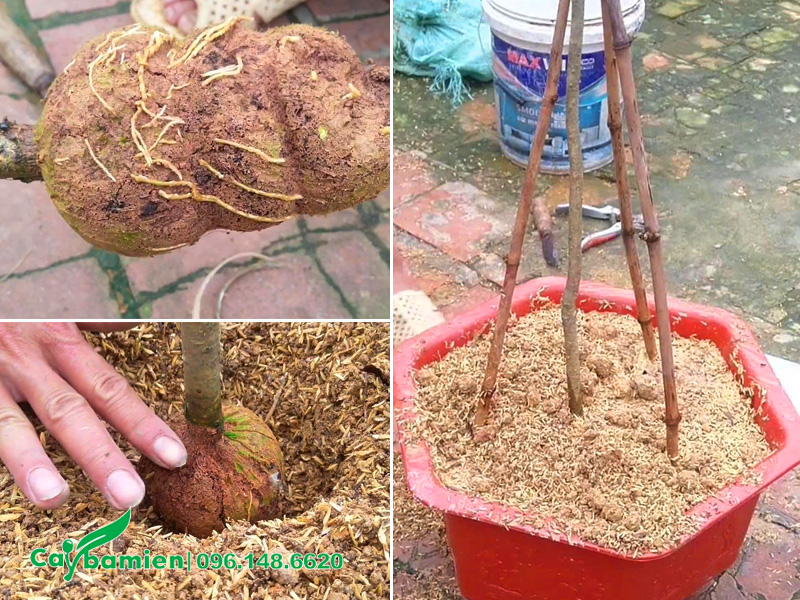 Tiến hành trồng cây mộc hương giống vào chậu cảnh