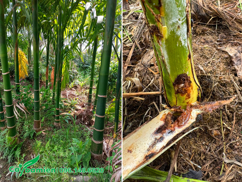 Vườn cau ta loại nhỏ mới lộ thân, có những cây bị sâu đục thân phá hoại