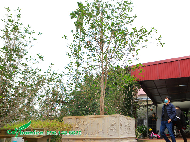 Chậu cây mộc hương đặt trước cổng nhà