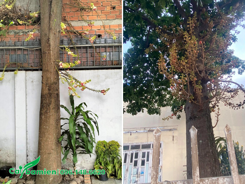 Cây sala trồng sát tường nhà, tán lên sẽ không cân đối