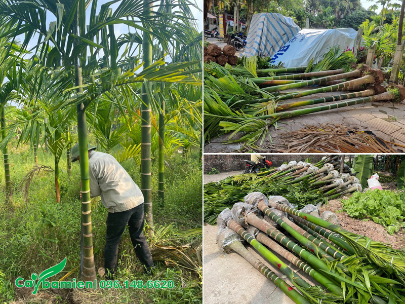 Vườn cau ta trưởng thành của Cây Ba Miền ở Hà Nội