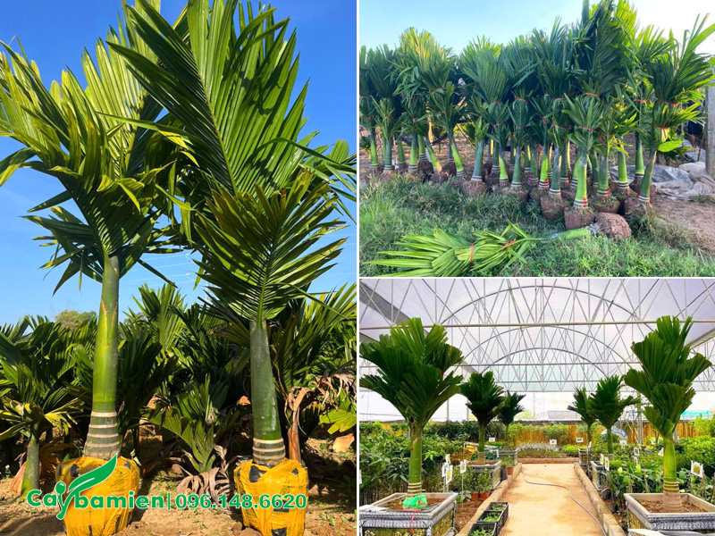 Vườn cau lùn chất lượng của Cây Ba Miền, có sẵn cả cây cau lùn trồng sẵn trong chậu