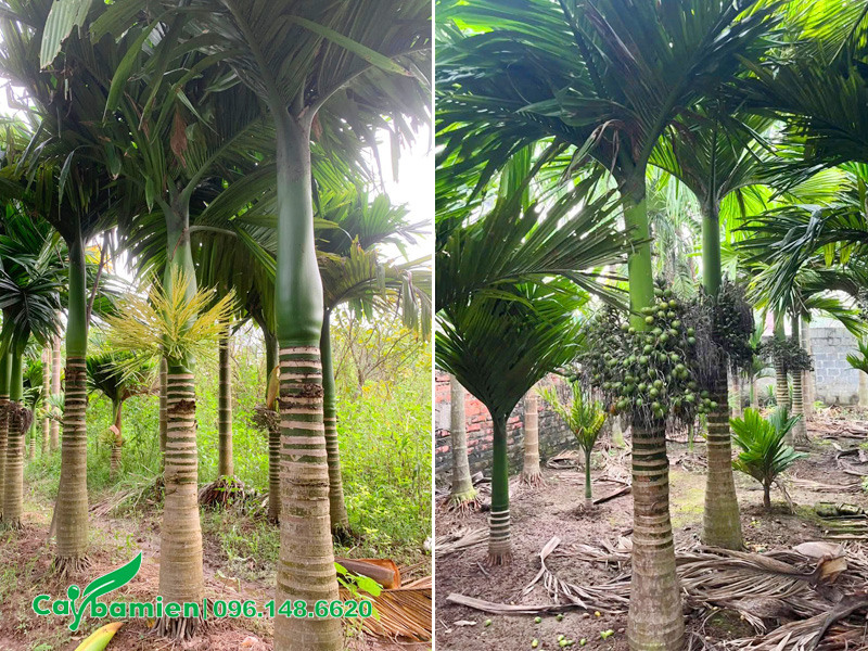 Vườn cây cau lùn lâu năm khỏe đẹp, sẵn buồng