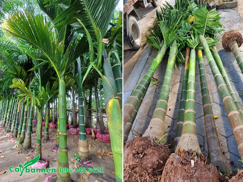 Vườn dưỡng ủ cau ta và bán cây cau ta trưởng thành