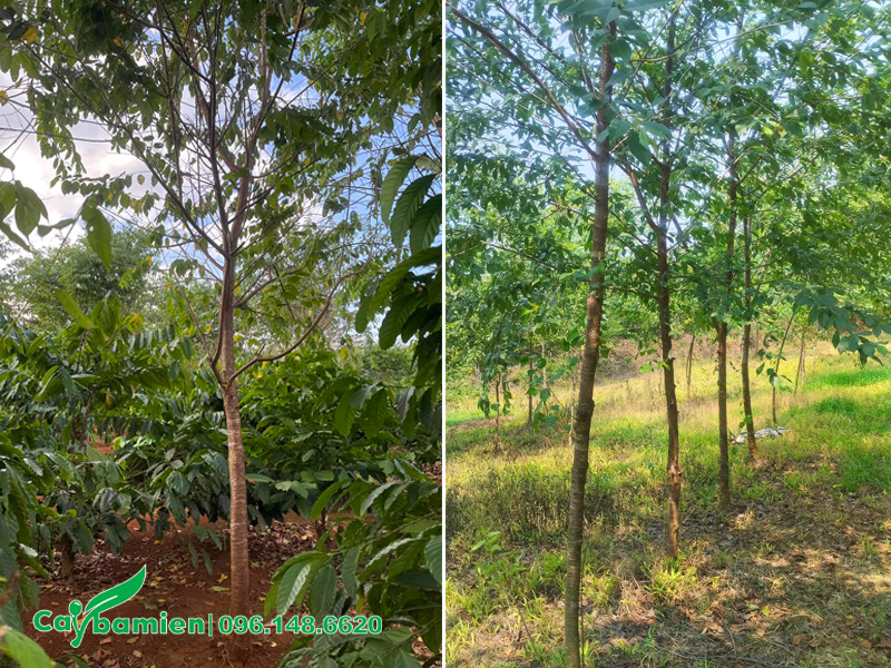 Vườn cây Mai Anh Đào công trình tại Sơn La của Cây Ba Miền