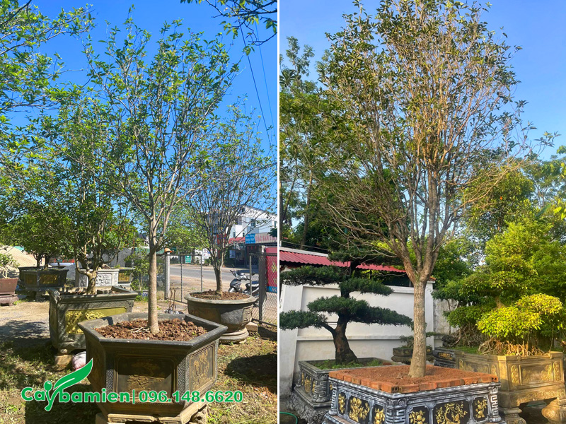 Những chậu cây mộc hương phong thủy trồng trước sân nhà biệt thự tượng trưng cho sự thịnh vượng