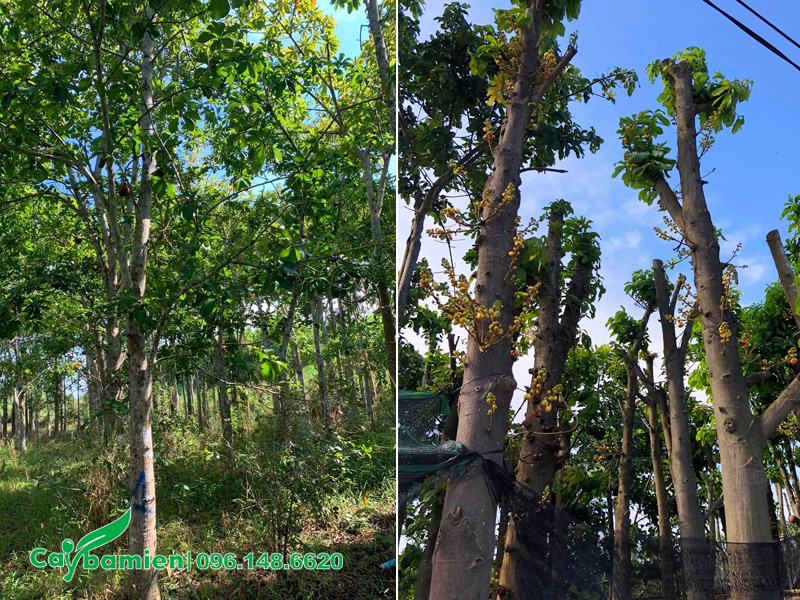 Sala ngọc kỳ lân sẵn hoa, hàng trồng công trình chiều cao 5 - 7m 