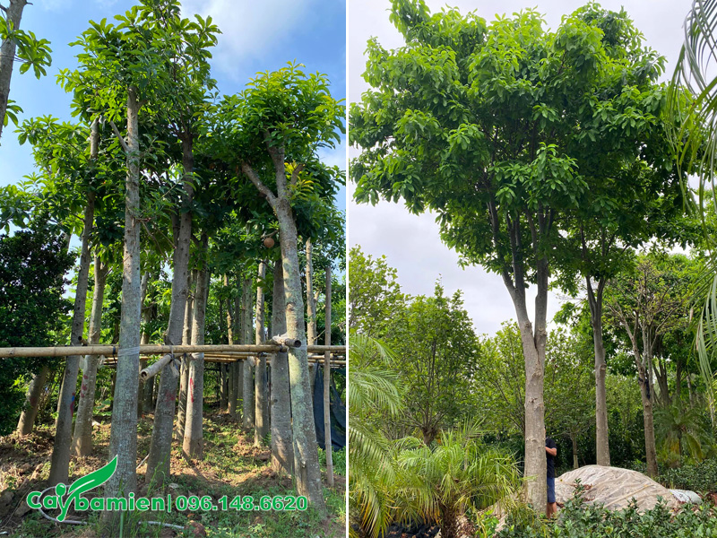 Vườn dâm ủ và nuôi trồng cây sala lâu năm, đường kính gốc 20 - 30cm