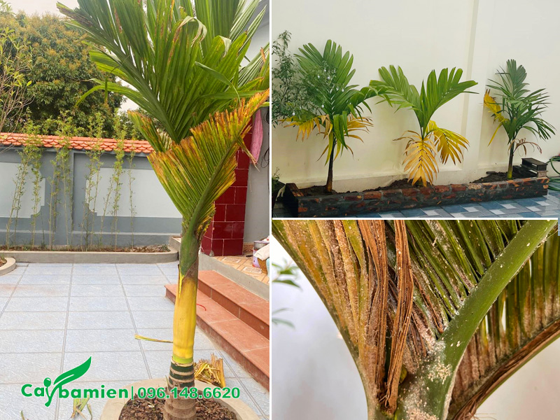 Hình ảnh một số trường hợp cây cau lùn bị vàng lá chúng ta thường thấy