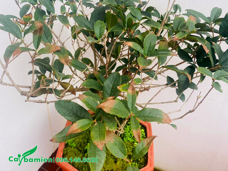 Cây mộc hương bị cháy đầu lá do nắng nóng