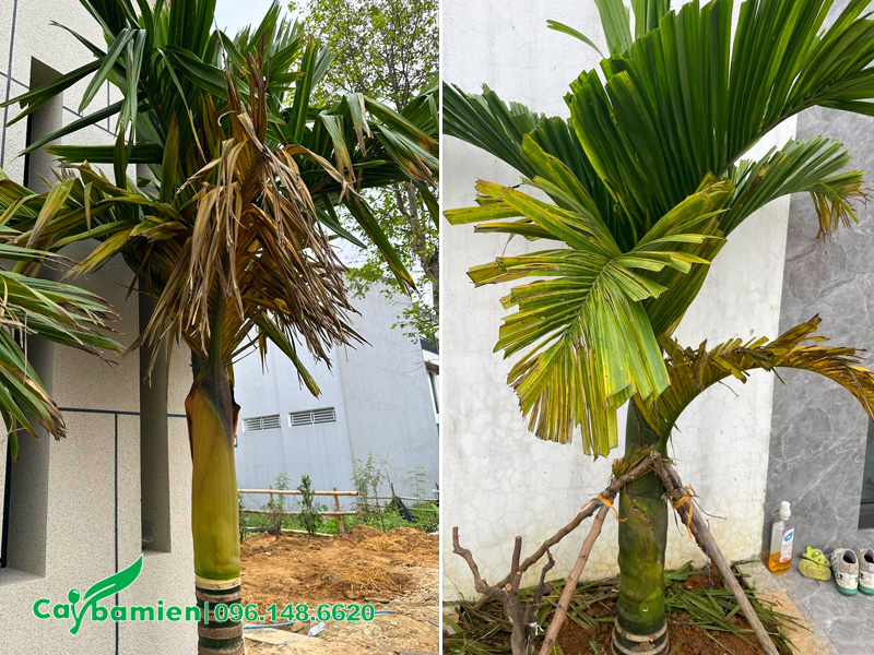 Cây cau lùn bị vàng lá do thiếu nước (hình bên trái) và do thừa nước (hình bên phải)