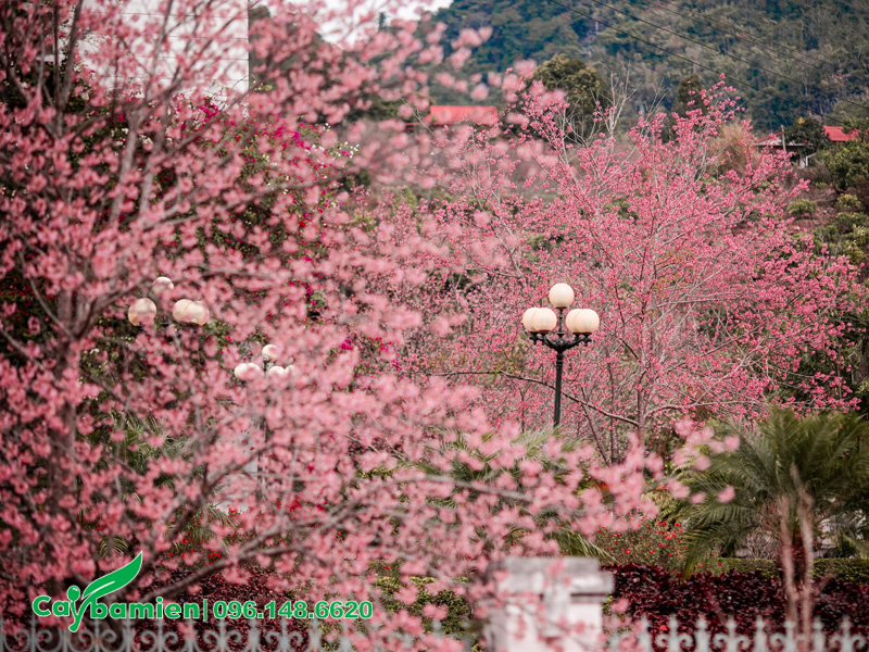 Cảnh sắc hoa mai anh đào nở rộ trong khu biệt thự