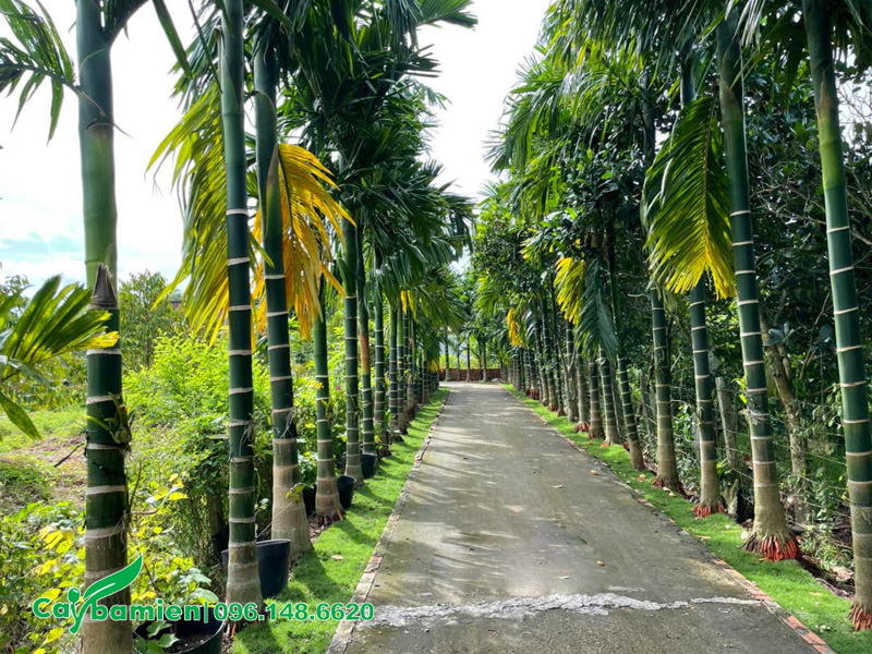 Cây Cau Ta trồng thành hàng thẳng tắp trước cổng nhà