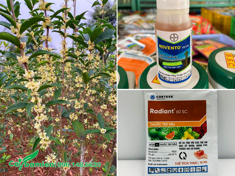 Phun thuốc phòng sâu bệnh cho cây mộc hương khi đến mùa hoa