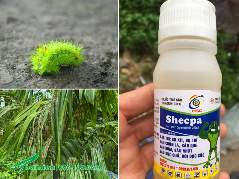 Bọ nẹt trên cây cau ta và cách trị sâu hiệu quả