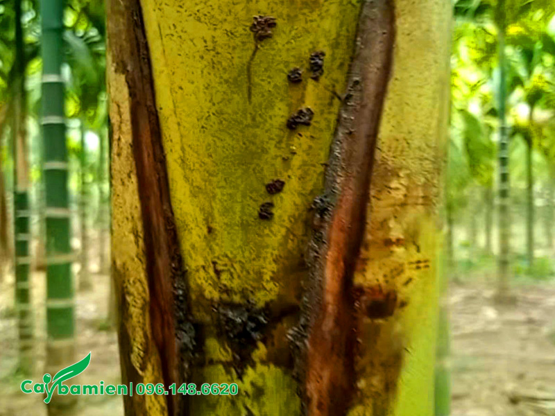 Lỗ sâu đục thân trên cây cau ta