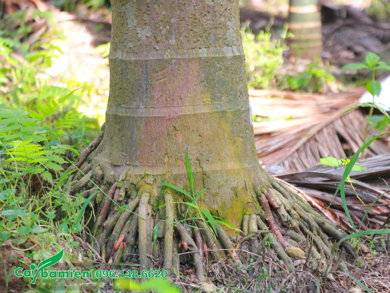 Bộ rễ cau chùm lớn, sợ rễ to để hút nước và dinh dưỡng