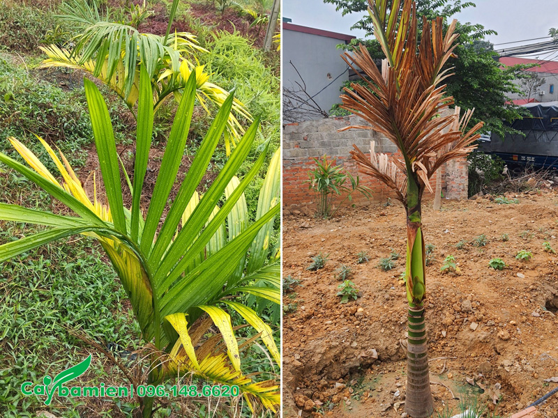 Cây cau lùn bị vàng lá, cháy lá