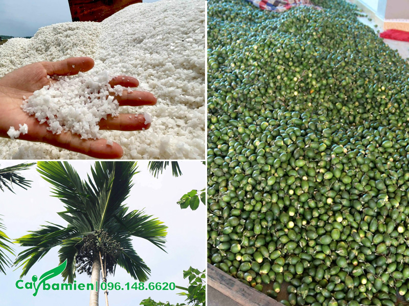 Meo bón muối cho cây cau ta để nâng cao năng suất