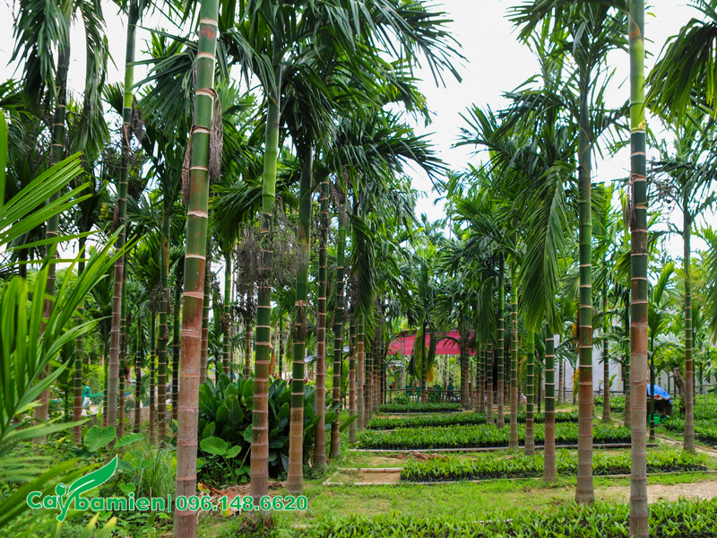 Vườn ươm trồng cây cau ta lâu năm tại Hưng Yên