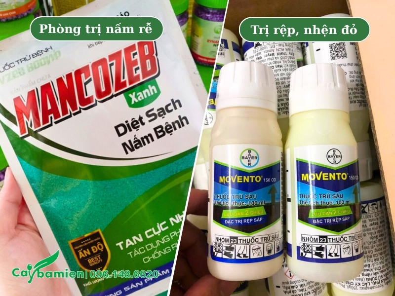 Cách phòng trị sâu bệnh thường gặp trên cây mộc hương