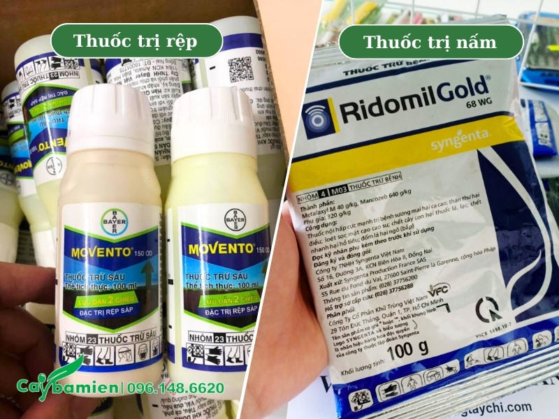 Phun thuốc đặc trụ rệp và nấm gây hại cho cây cau lùn