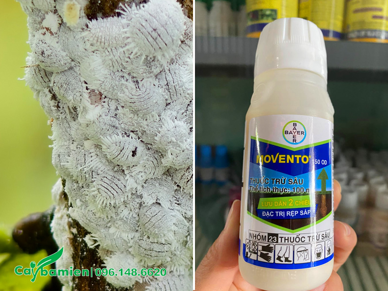 Thuốc đặc trị rệp sáp trên cây cau ta