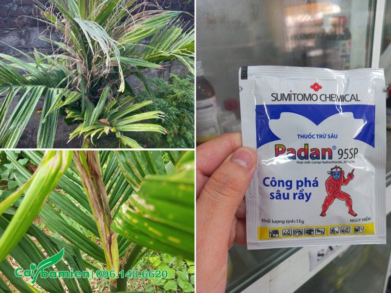 Cách trị sâu và rầy rệp trên cây cau ta