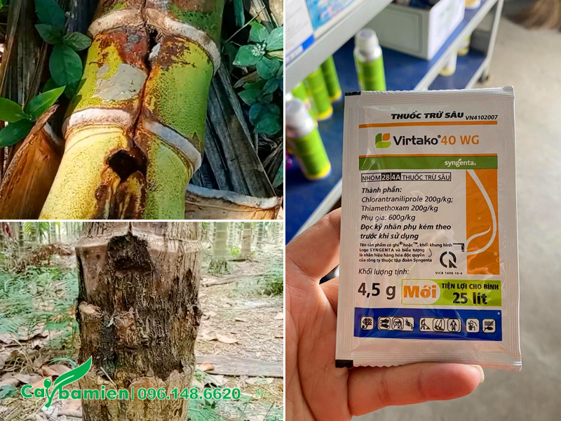 Phun thuốc phòng sâu đục thân cho cây cau ta
