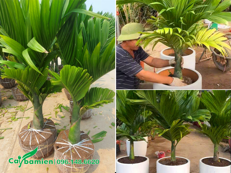 Cây cau lùn nhỏ trồng chậu cảnh