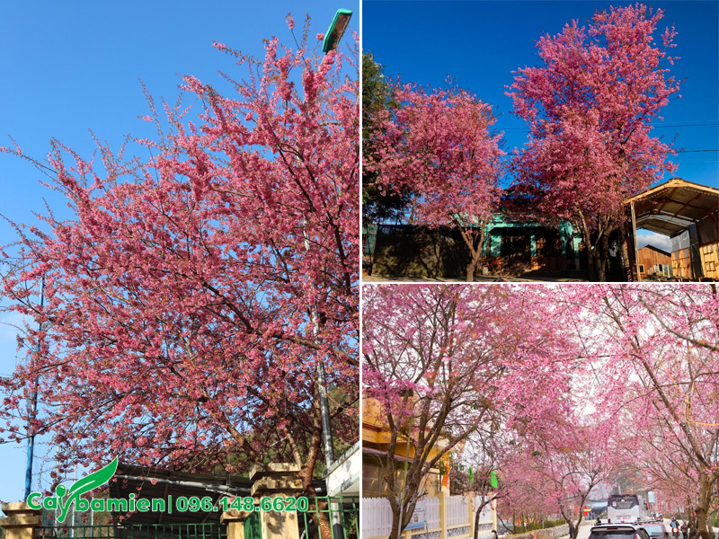 Trồng cây mai anh đào trước nhà, trước trụ sở cơ quan