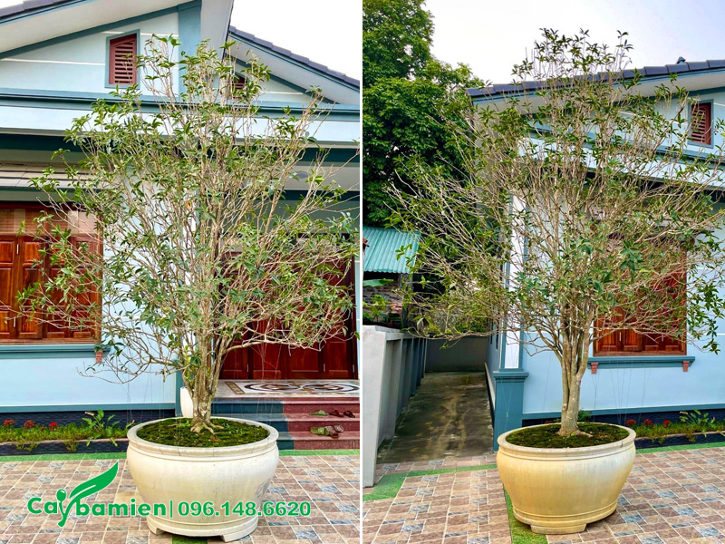 Cây mộc hương đặt trước nhà, trong phong thủy đây là vị trí thu hút sinh khí