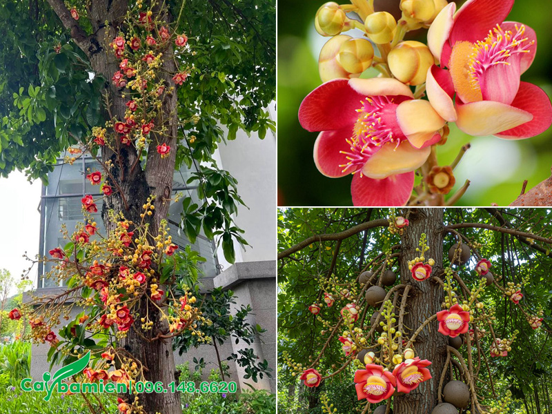 Cây sala trồng trước nhà hoa nở rực rỡ