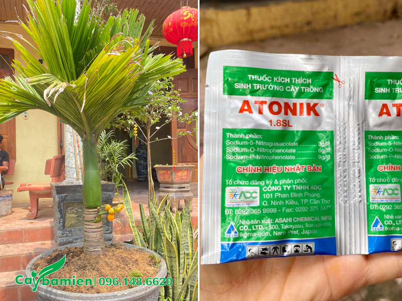 Tưới thuốc kích rễ để phục hồi bộ rễ giúp cây nhanh chóng phục hồi, xanh tươi trở lại