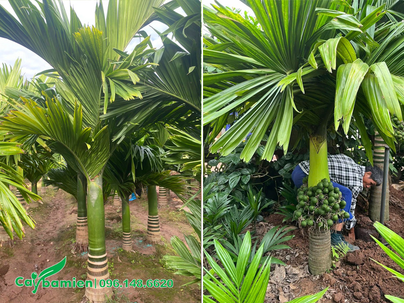 Cây cau lùn trưởng thành nhưng chiều cao vút lá cũng chỉ khoảng 1m5