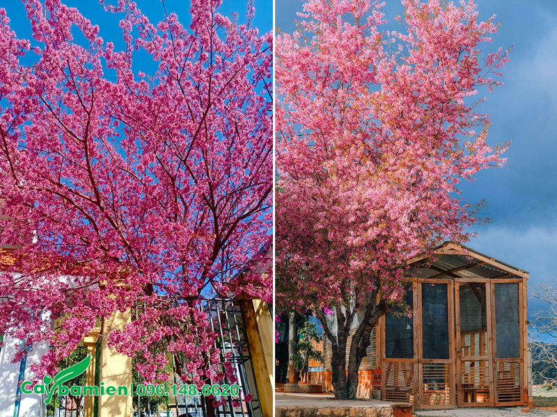 Hình ảnh cây mai anh đào trồng trước cửa nhà, cổng nhà khoe sắc rực rỡ