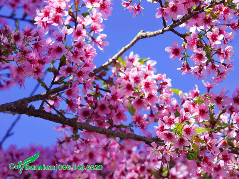 Cành hoa chi chít bông, màu hồng phấn nhẹ nhàng, điểm thêm màu hồng đậm đầy thu hút