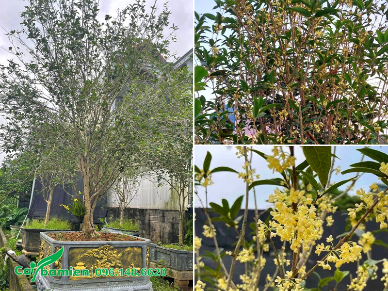 Chậu mộc hương ta sẵn hoa, thơm ngát