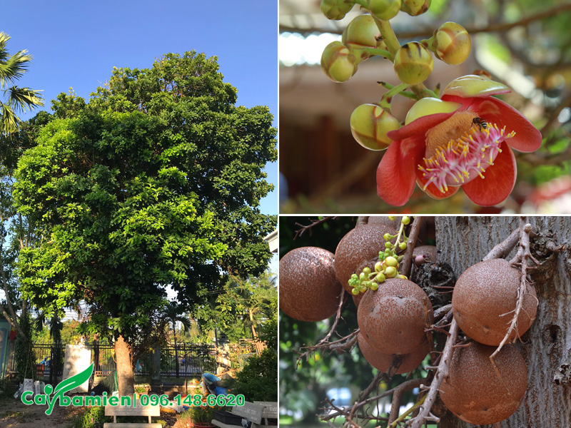 Trồng cây sala trước sân vườn nhà