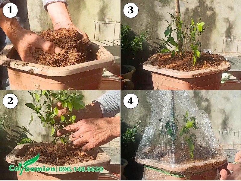 Hình ảnh thực tế từng bước giâm cành cây Nguyệt Quế