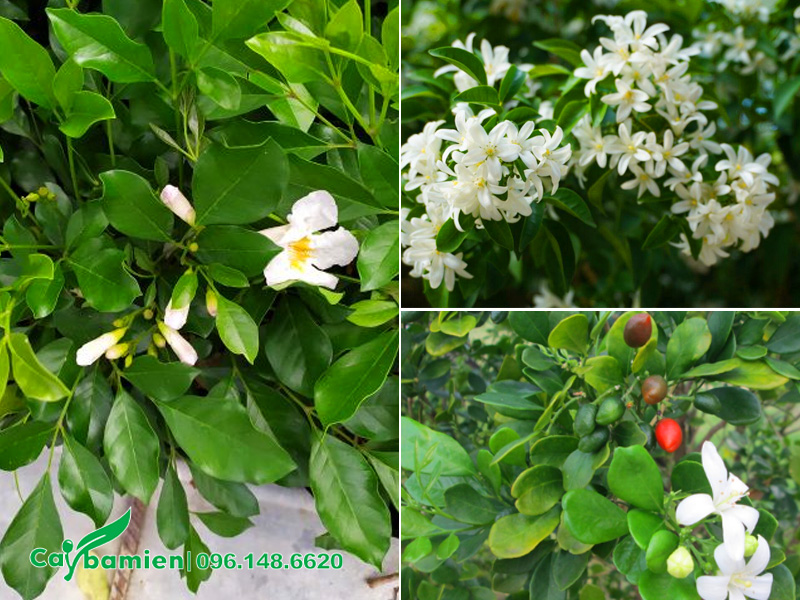 Đặc điểm hình thái ấn tượng nhất của cây hoa nguyệt quế