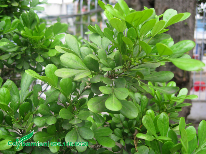 Đặc điểm nhận biết cây Ngâu qua hình thái lá