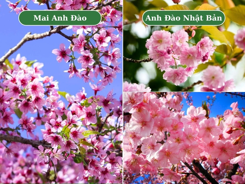 Phân biệt cây mai anh đào và cây anh đào Nhật Bản qua hình thái hoa