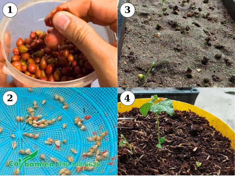 Xử lý hạt tươi và gieo hạt cây Nguyệt Quế