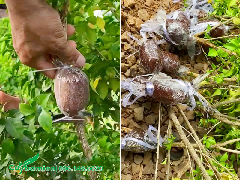 Cành chiết cây Nguyệt Quế đã ra nhiều rễ, có thể cắt đem trồng