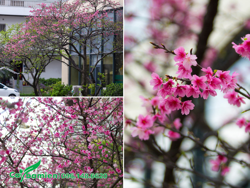 Cây Anh Đào Nhật Bản trồng ở Hà Nội phát triển khỏe mạnh, ra hoa đẹp
