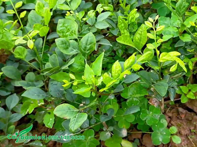 Vườn ươm trồng cây hoa Nguyệt Quế từ hạt